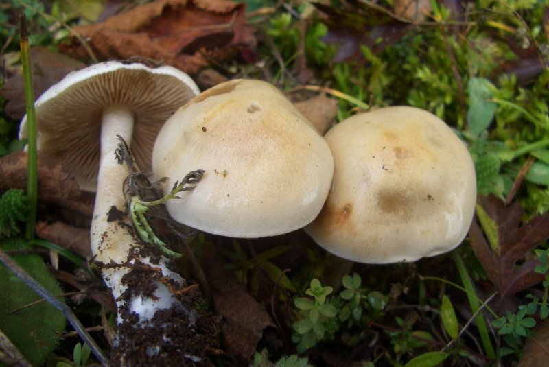 Hebeloma sp di faggio